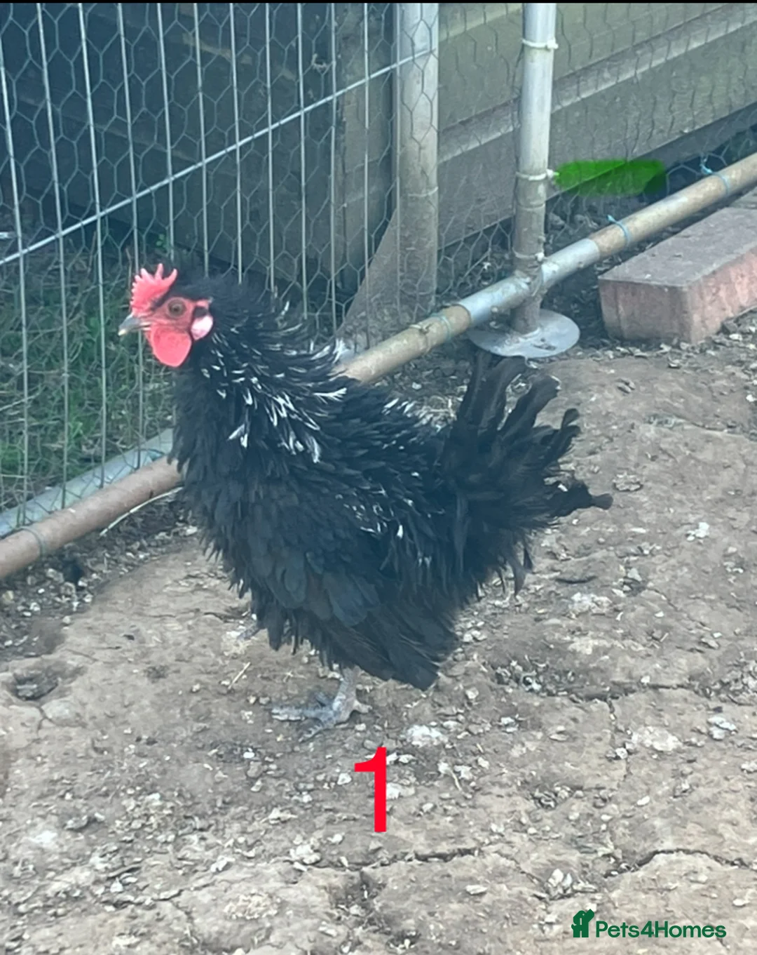 Chickens poultry for sale: 3 x Cockerels - Advert 1