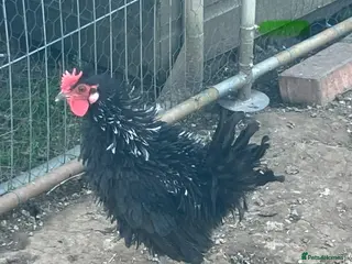 Chickens poultry 3 x Cockerels - Advert 2