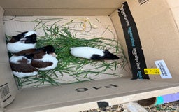 Guinea Pig rodents for sale: 3 Gorgeous Male Baby Guinea Pigs - Image 1