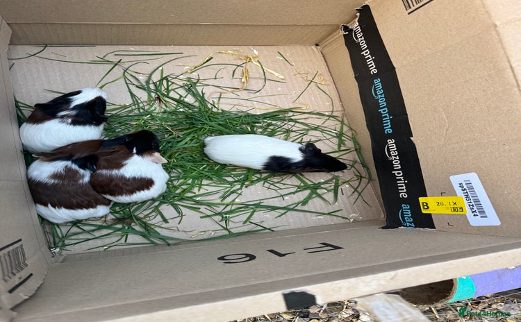 Guinea Pig rodents - Advert 1