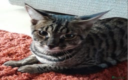 Savannah cats for sale: Large TICA Registered Spotted Savannah Boy Kitten  - Image 15