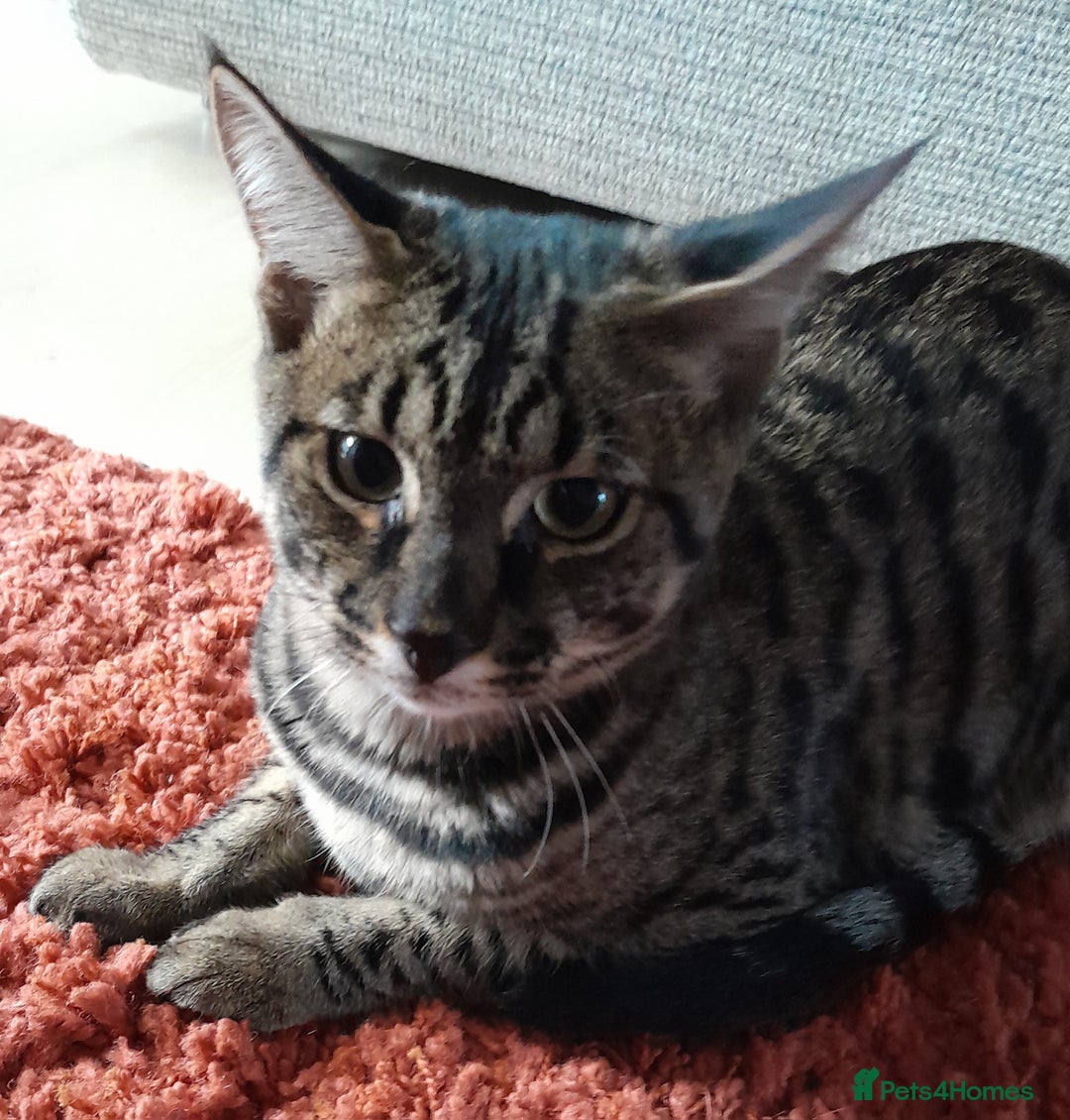 Savannah cats for sale: Large TICA Registered Spotted Savannah Boy Kitten  - Image 15