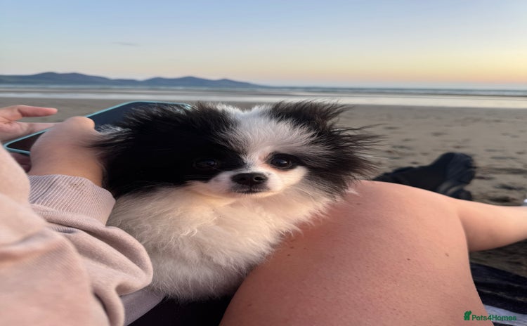Pomeranian dogs - Advert 10