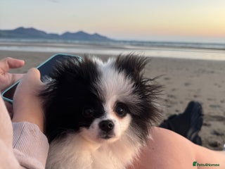 Pomeranian dogs - Advert 7