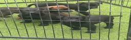 Belgian Shepherd Dog dogs for sale: Dutch Herder Puppies - Ready to Leave On Halloween - Advert 7