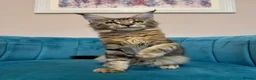 Maine Coon cats for sale: TICA Pedigree Registered Maine Coon Kittens - Advert 29