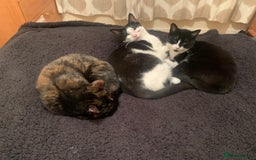 Mixed Breed cats for sale: 6 cats looking for new homes - Image 3