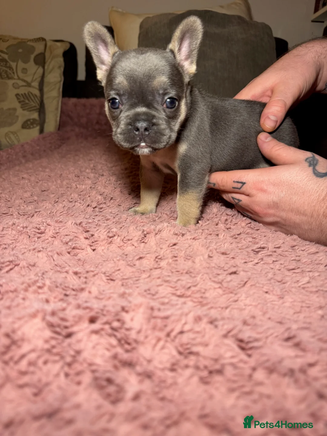 French Bulldog dogs for sale: French Bulldog puppies for sale 1 LEFT  - Advert 11