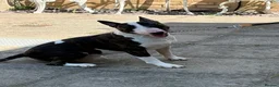 Bull Terrier dogs for stud: English bull terrier Crufts Qualifier  - Advert 11