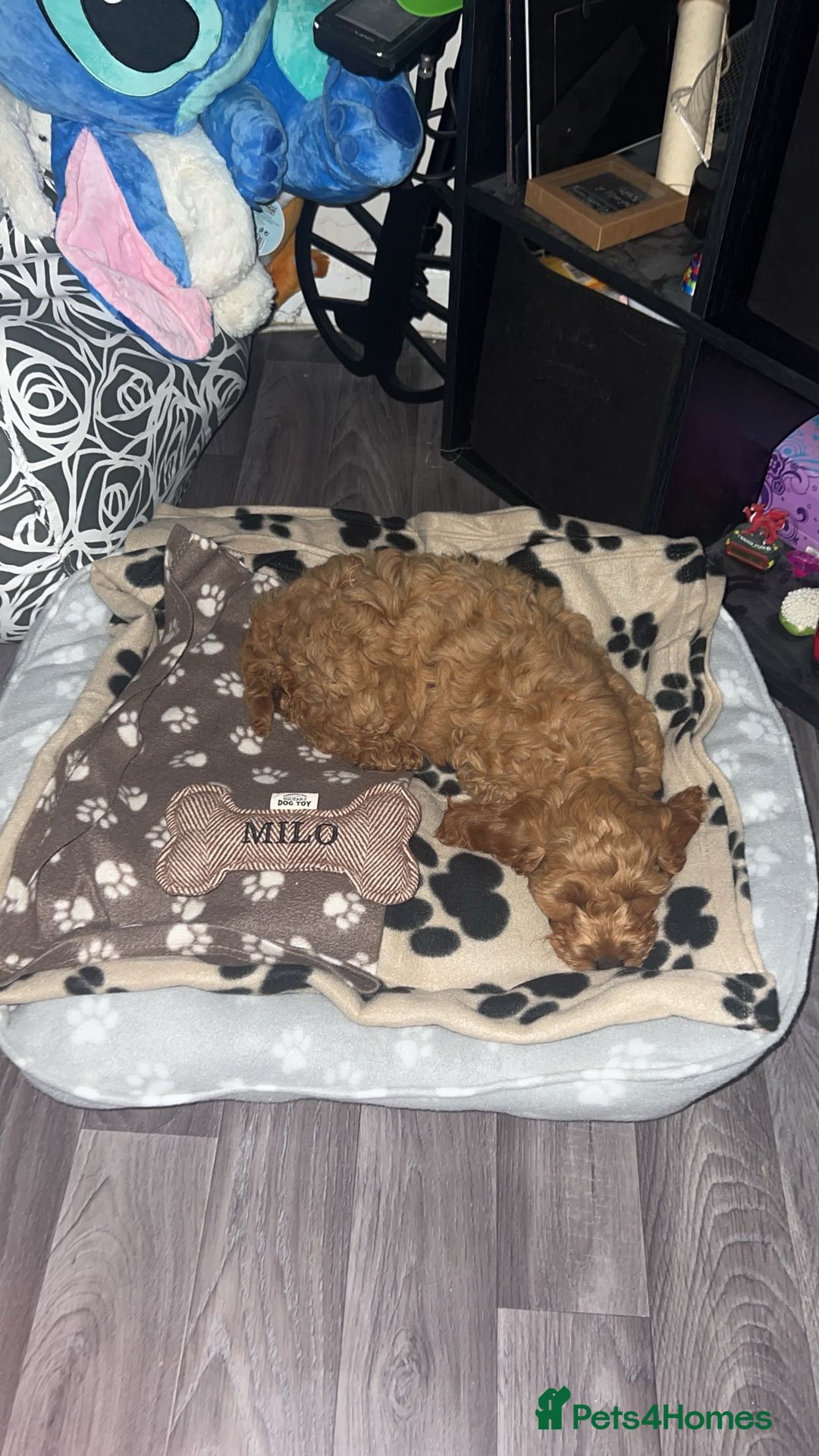 Cockapoo dogs for stud: 1 year old cockapoo for stud - Image 20