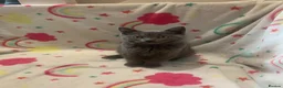 Scottish Fold cats for sale: Lovely & Energetic, Blue Scottish Straight Kitten! - Advert 2