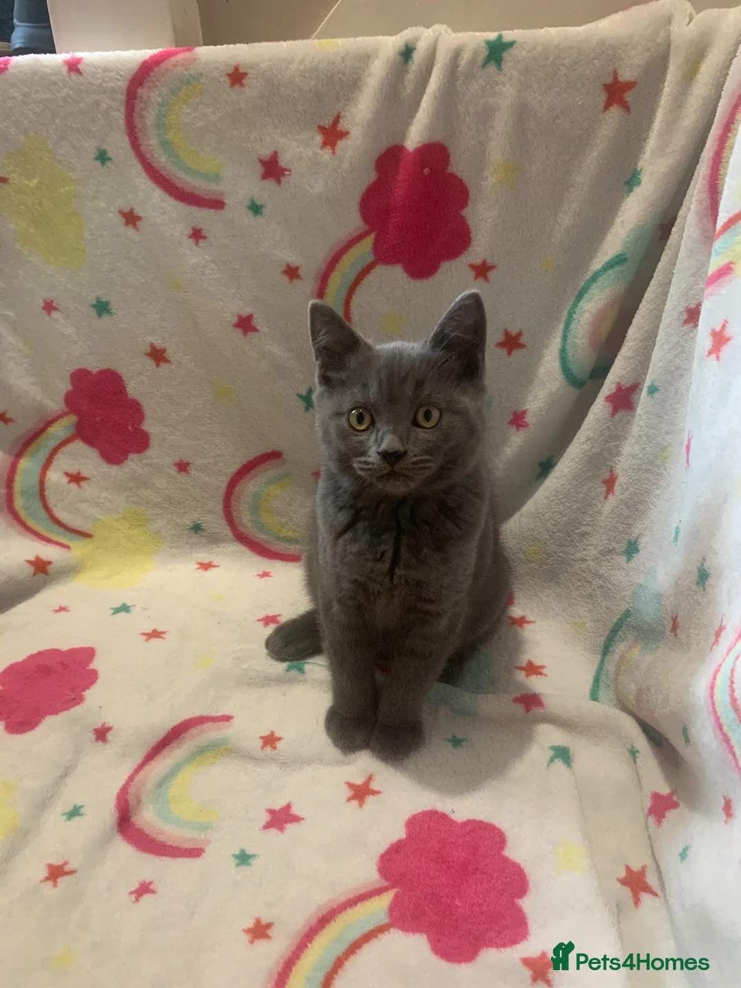 Scottish Fold cats for sale: Lovely & Energetic, Blue Scottish Straight Kitten! - Advert 2