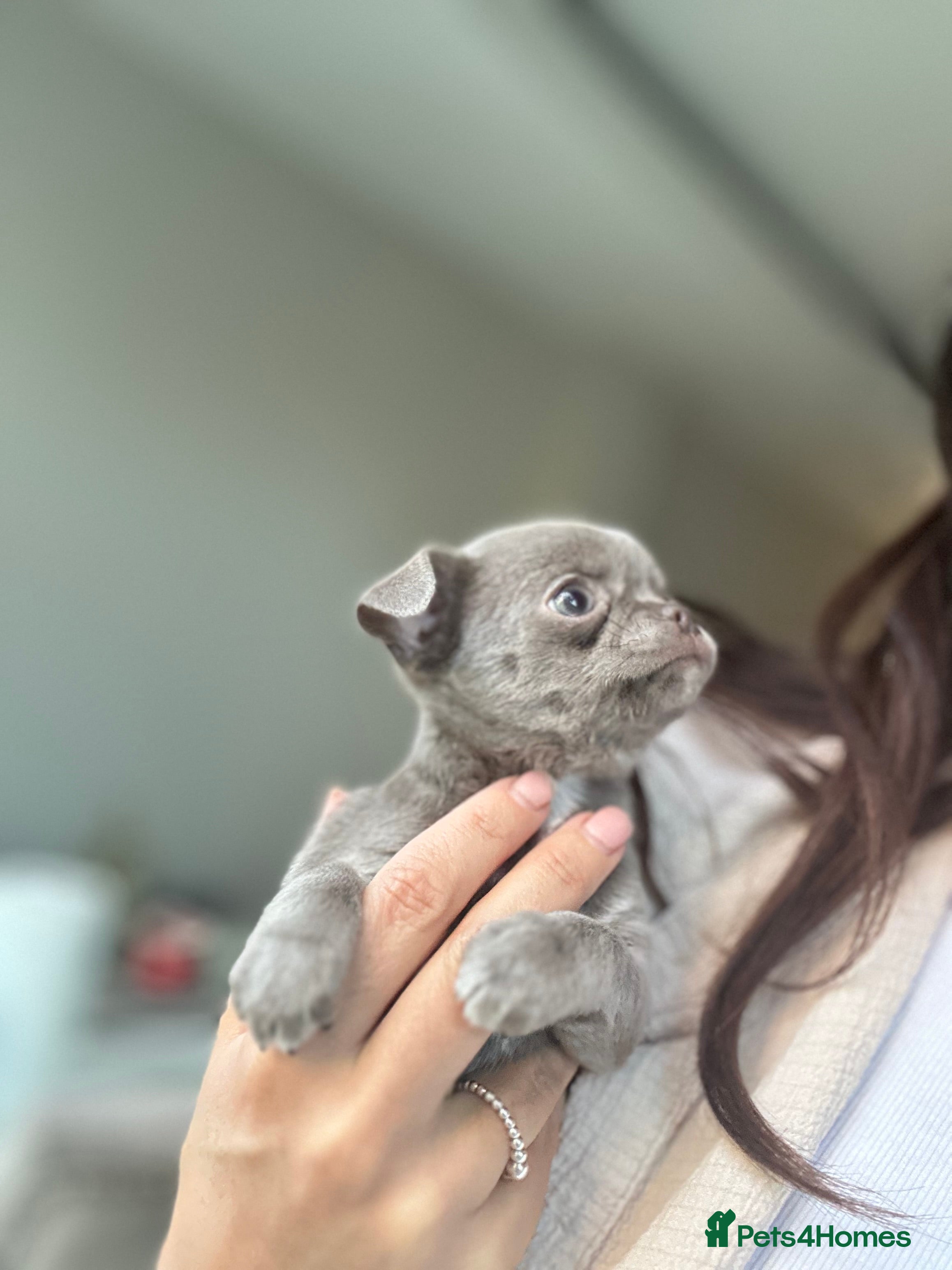 Chihuahua dogs Lilac KC Chihuahua boy 💙 - Advert 2