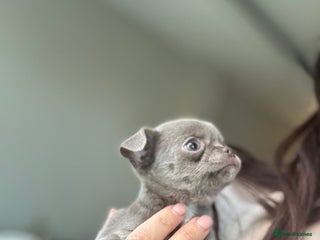 Chihuahua dogs Lilac KC Chihuahua boy 💙 - Advert 2
