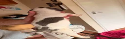 Mixed Breed dogs for sale: Frenchie x staff puppies  in Alfreton - Advert 32