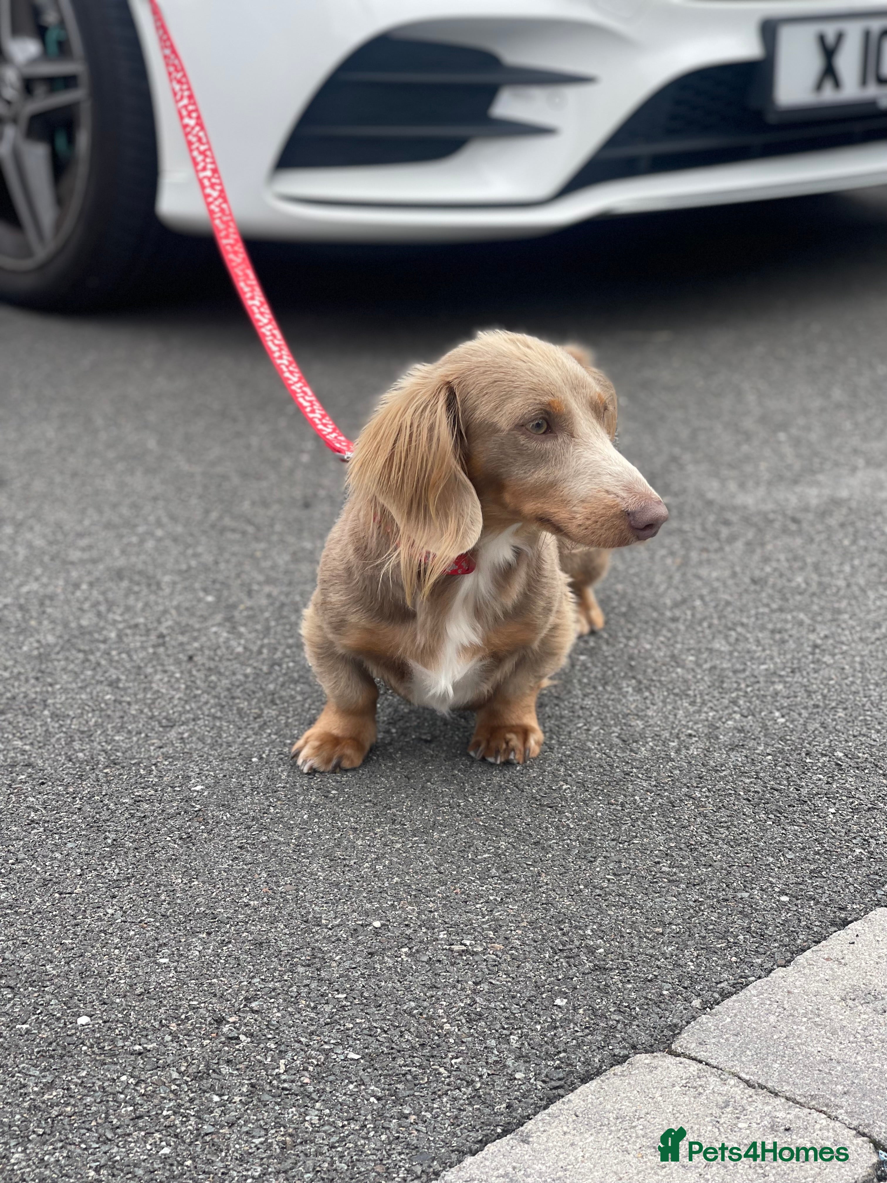Miniature Dachshund dogs Long hair miniature dachshund Isabella and tan in Derby - Advert 23
