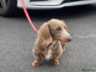 Miniature Dachshund dogs in Derby - Advert 8