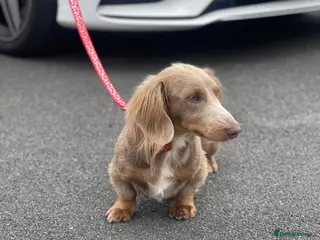 Miniature Dachshund dogs Long hair miniature dachshund Isabella and tan in Derby - Advert 3
