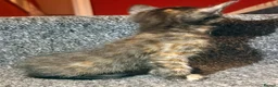 Mixed Breed cats for sale: 5 Mixed Coloured Kittens Available! - Advert 3