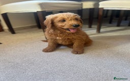 Mixed Breed dogs for sale: GoldenDoodles puppies  - Image 3