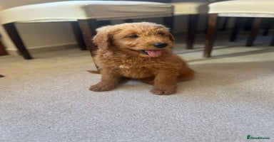 Mixed Breed dogs - Advert 10