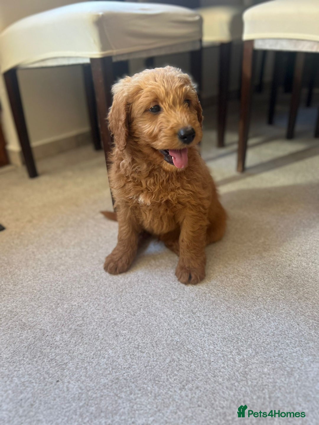 Mixed Breed dogs for sale: GoldenDoodles puppies  - Image 3