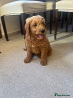 Mixed Breed dogs - Advert 16