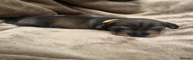 Miniature Dachshund 4