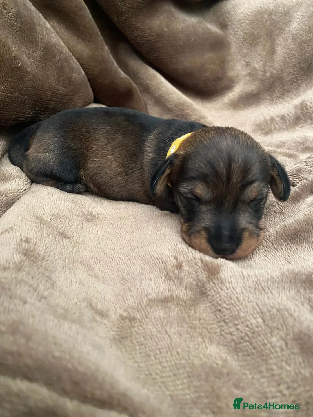 Miniature Dachshund dogs for sale: KC WIREHAIRED MINUATURE DACHSHUNDS  in Pontypool - Advert 13