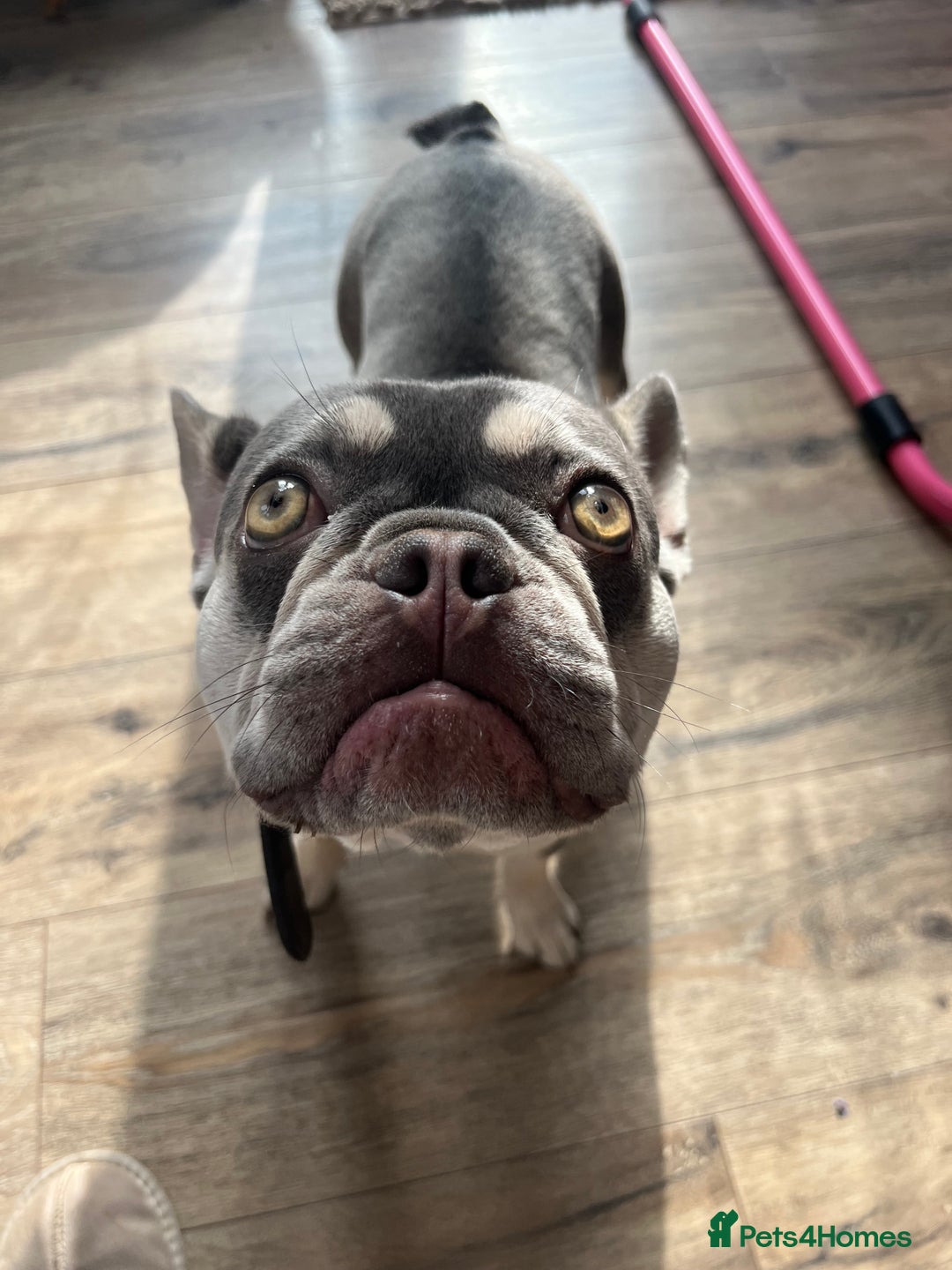 French Bulldog dogs for sale: Rehome of 1 year old female French Bulldog - Image 5
