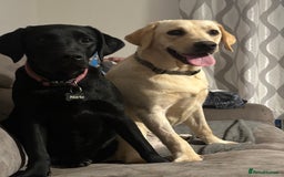 Labrador Retriever dogs for sale: 7 pure Labradors 4 female 3 male  - Advert 1