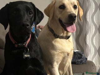 Labrador Retriever dogs 7 pure Labradors 4 female 3 male - Advert 11