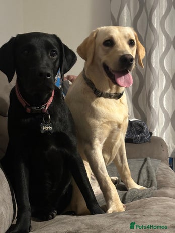 Labrador Retriever dogs 7 pure Labradors 4 female 3 male - Advert 1
