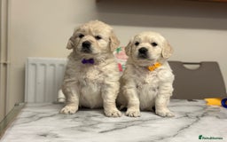 Golden Retriever dogs for sale: Fully health tested clear golden retriever puppies - Image 8