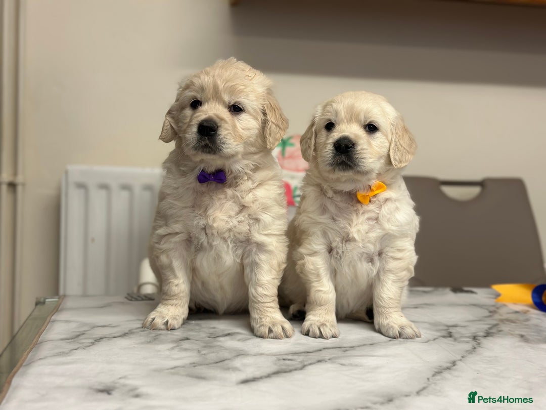 Golden Retriever dogs for sale: Fully health tested clear golden retriever puppies - Image 8