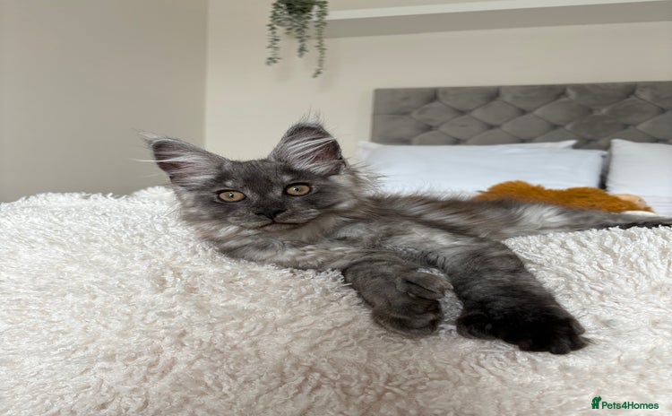Maine Coon cats - Advert 9