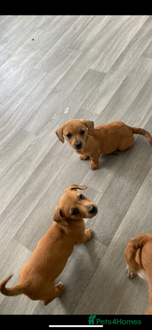 Mixed Breed dogs - Advert 35