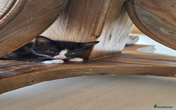 Domestic Shorthair cats for sale: 6 black and white Semi-Domestic kittens - Image 19