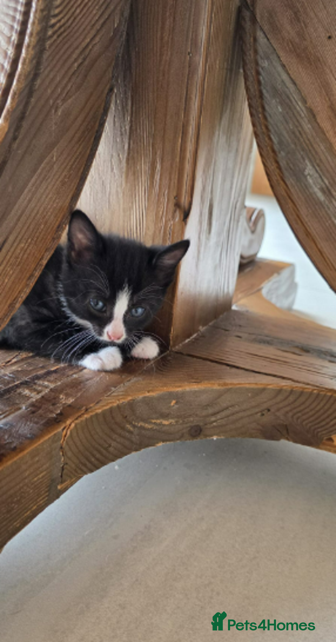 Domestic Shorthair cats for sale: 6 black and white Semi-Domestic kittens - Image 19
