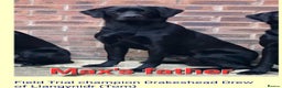 Labrador Retriever dogs for stud: Unproven Labrador Stud NO FEE. KC reg/BVA screened in Brecon - Advert 16