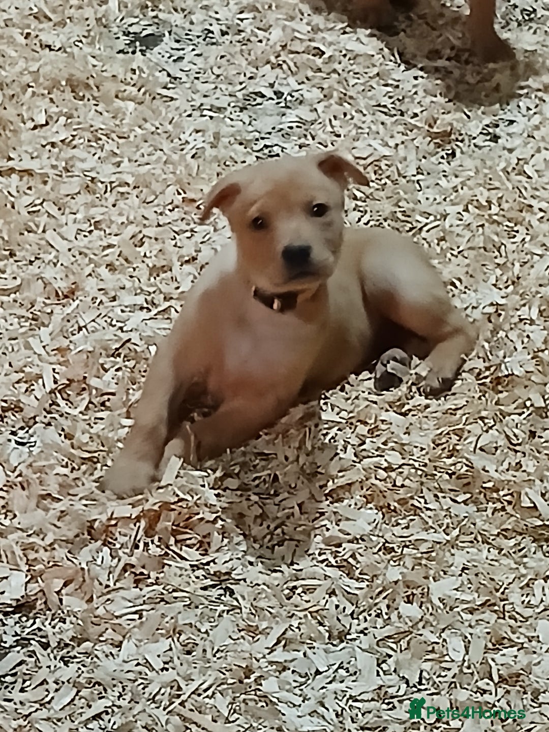 Australian Kelpie dogs for sale: Australian Kelpie  - Advert 7