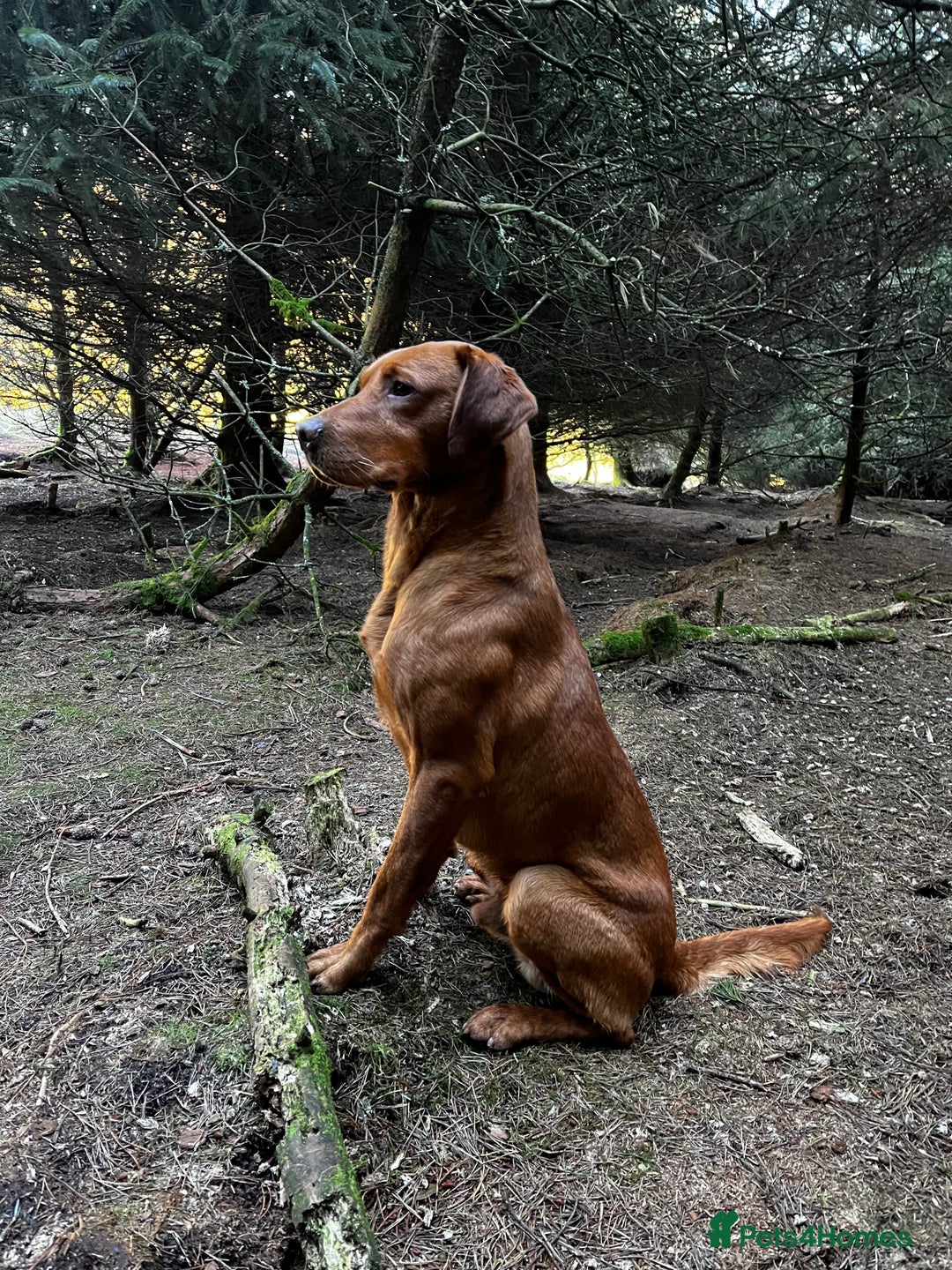 Labrador Retriever dogs for stud: KC REG FULLY HEALTH TESTED WORKING DARK RED STUD in Hawes - Image 14