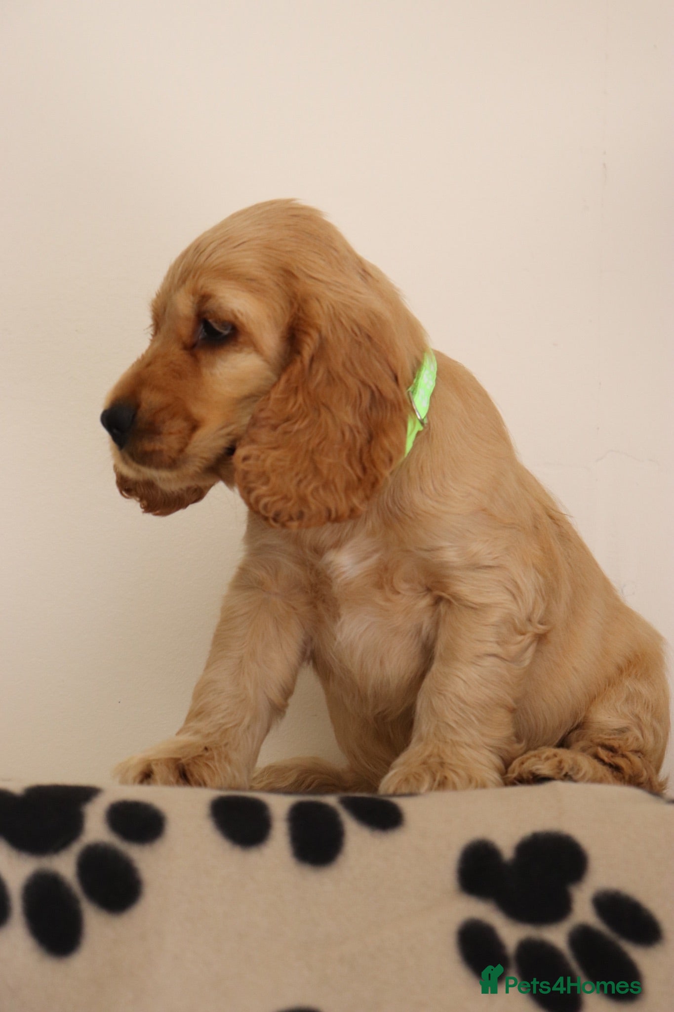Cocker Spaniel dogs Show cocker spaniels  - Advert 1