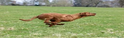 Goldador dogs for sale: Stunning Goldador pups  - Advert 11
