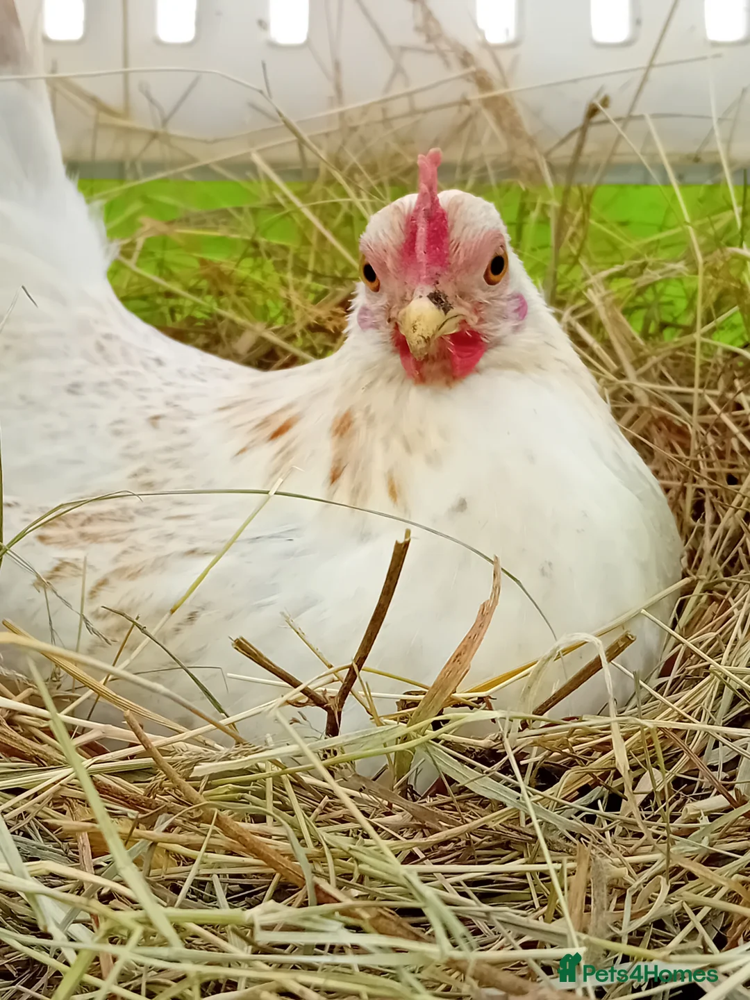 Chickens poultry for sale: ✨ Pair of Beautiful Serama Hens – Mini Chickens ✨ - Advert 1