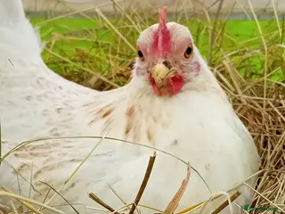 Chickens poultry ✨ Pair of Beautiful Serama Hens – Mini Chickens ✨ - Advert 1