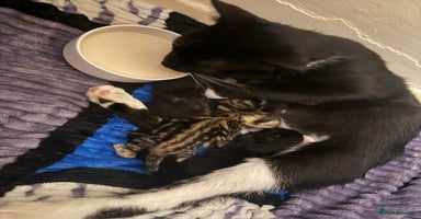 Domestic Shorthair cats - Advert 11