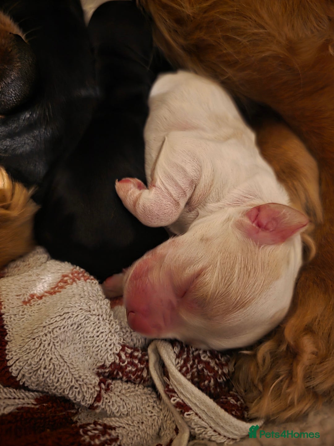 Cocker Spaniel dogs for sale: Cocker Spaniel Puppies - Advert 11