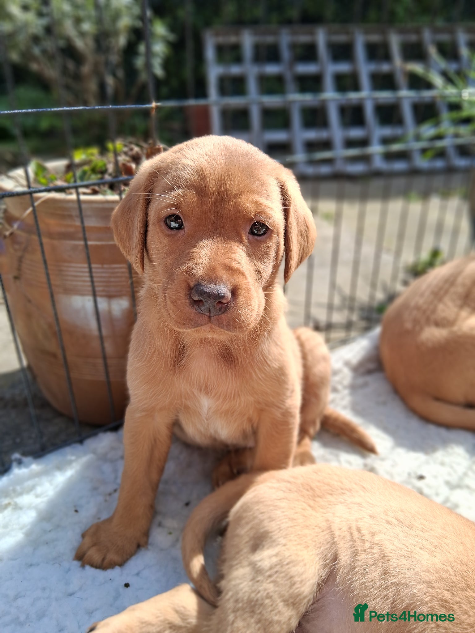 Labrador Retriever dogs  Working Golden Labrador puppies - Advert 1