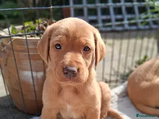 Labrador Retriever dogs Working Golden Labrador puppies - Advert 1